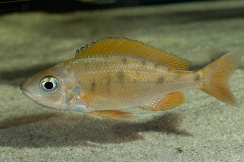 Ophthalmotilapia nasuta 'Kipili'